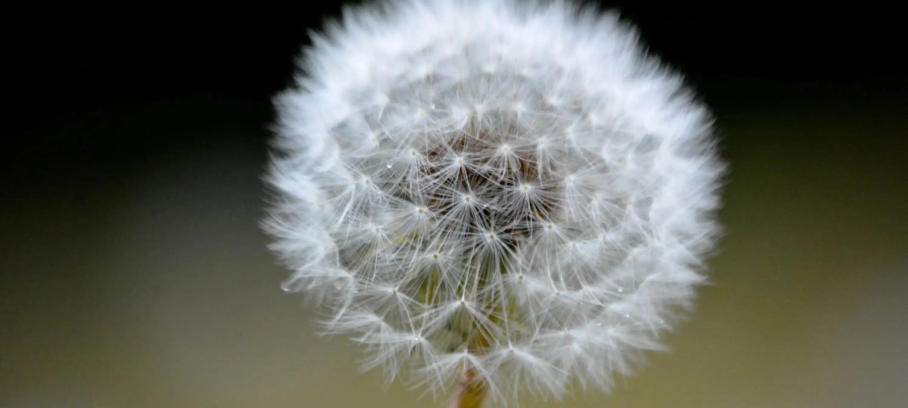 Abgebildet ist eine Pusteblume, die viele Samen und Fruchtbarkeit symbolisiert.