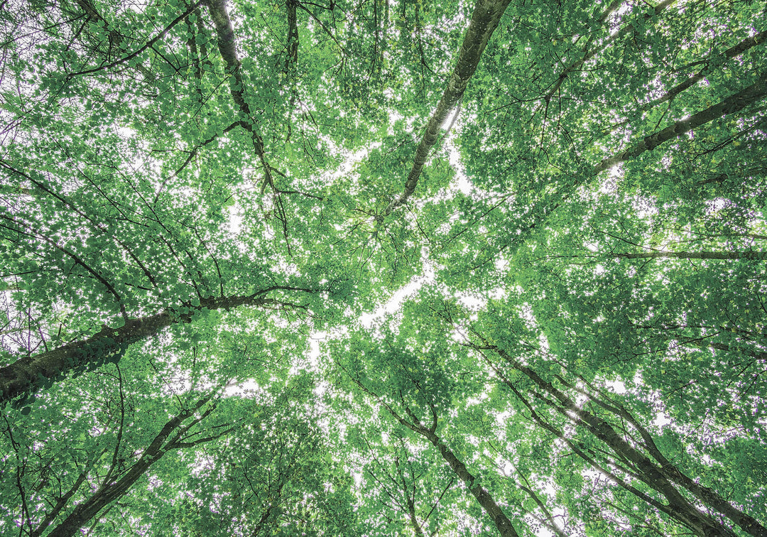Bäume als Symbol für ökologische Nachhaltigkeit durch Zero Waste Periodenprodukte aus Bio-Baumwolle
